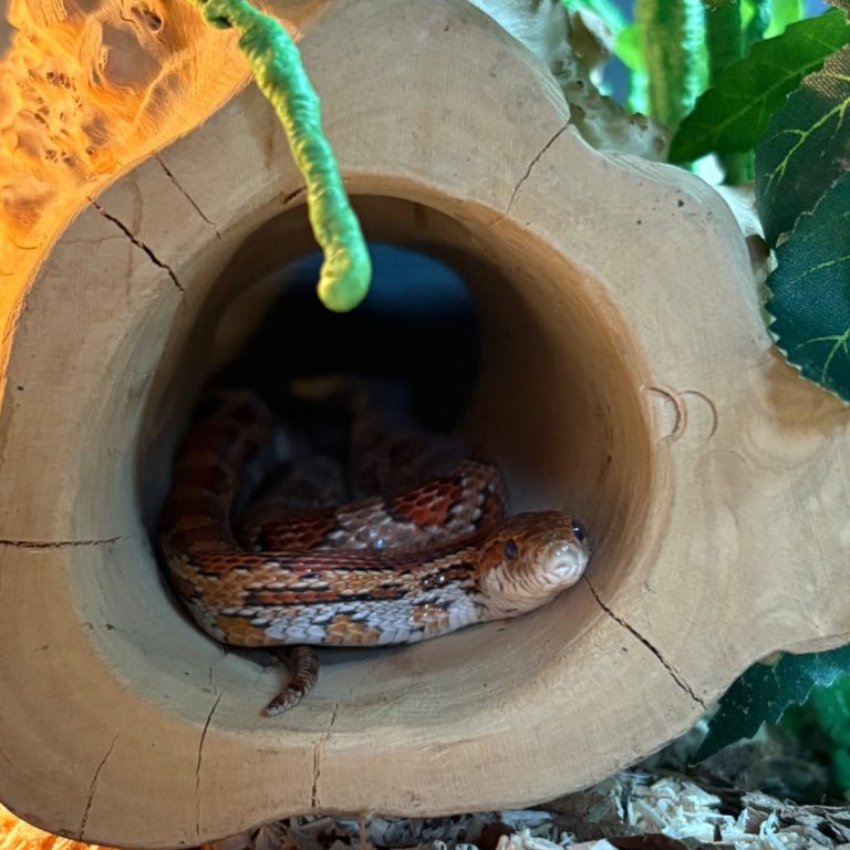 Ivy corn snake