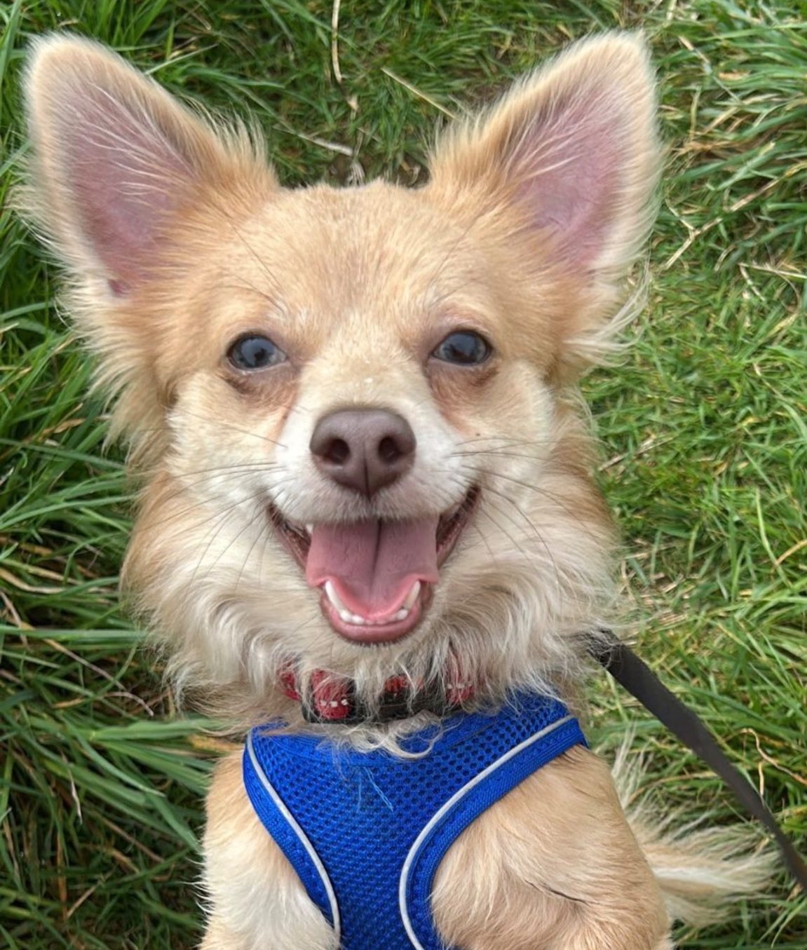Teddy Long haired chihuahua